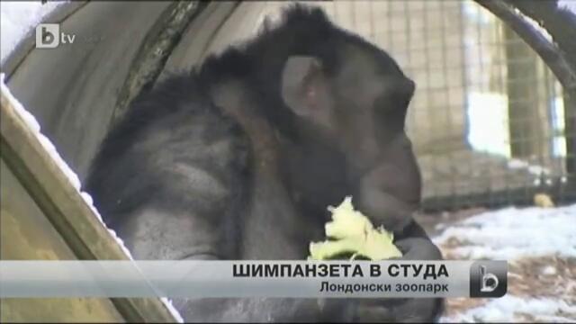 Шимпанзета оцеляват в лютата зима с чай и завивки