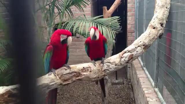 Танцуващи папагали на рап