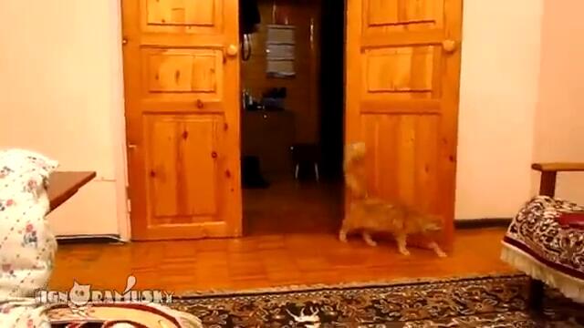 Котенце се плаши от звуци на реклами