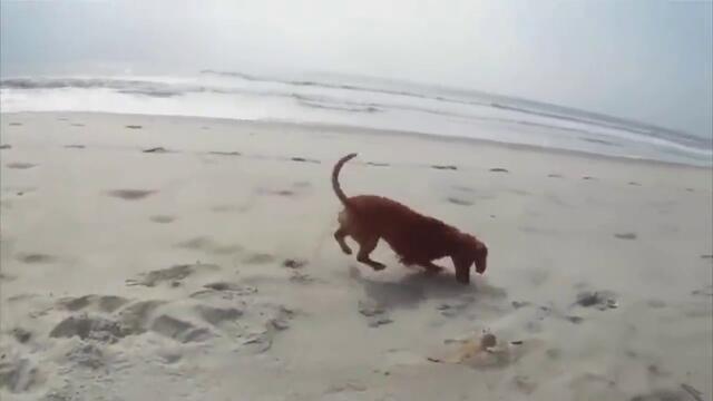 Куче срещу Рак на плажа - смях