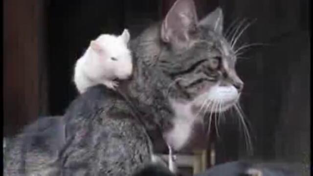 Вечна любов между куче, котка и мишка