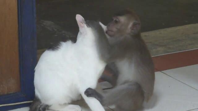 Маймунка целува много страстно котката
