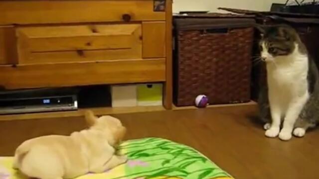 Какво е това животинче!