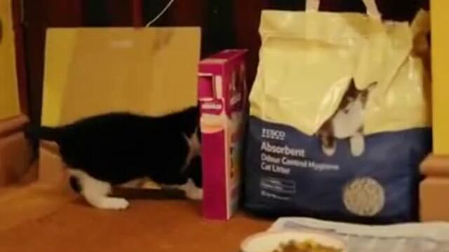 Малко коте пред огледало