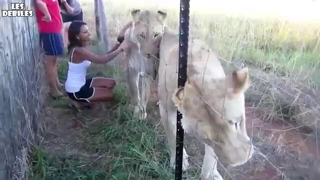Как се целува жив лъв!!!