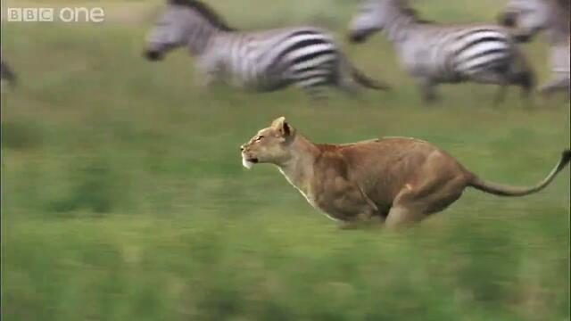 Bbc One - Лъвица лови зебра