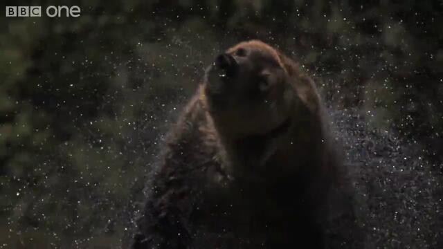 Bbc - Web Extra Super Slo Mo of Bear shaking water off its fur