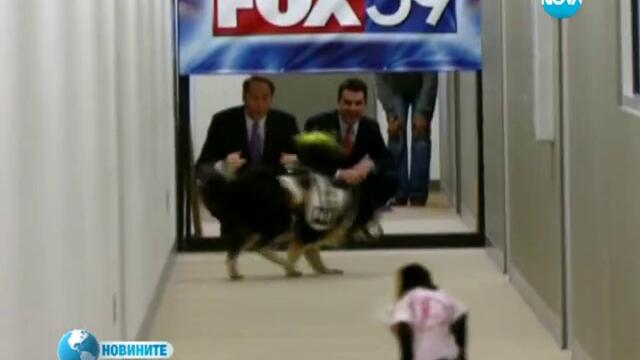 Маймуни-каубои яздят кучета в състезание