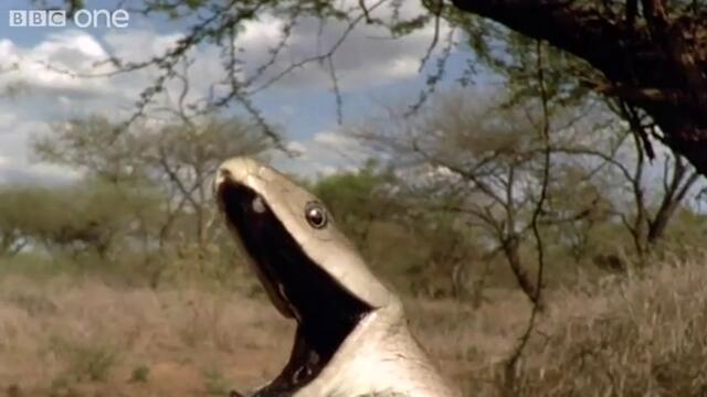 Gooooaaaallll ! Crazy Snake - Funny Talking Animals - Walk On The Wild Side - BBC One