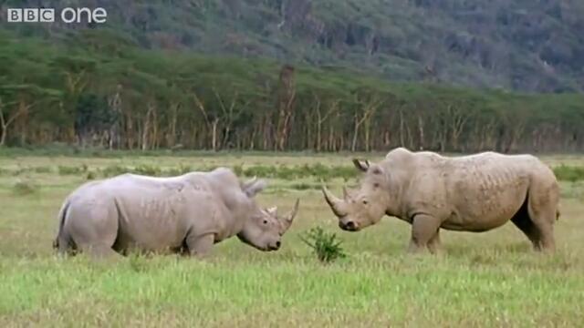 So Horny... Funny Talking Animals - Walk on the Wild Side, Series 2 Ep.6 preview - BBC One