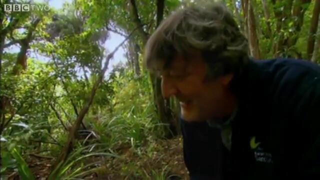 Shagged by a rare parrot - Last Chance To See - BBC Two