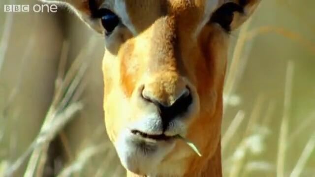 Funny Talking Animals - Walk On The Wild Side - Episode Five Preview - BBC One