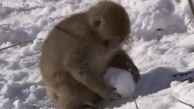Macaques play with snowballs - Snow Babies - BBC One Christmas 2012
