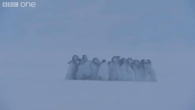 Penguins lost in a blizzard - Snow Babies - BBC One Christmas 2012