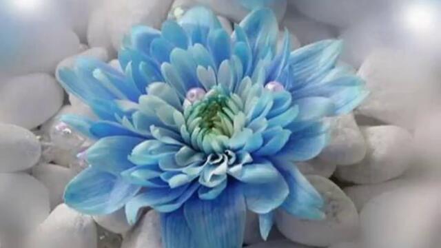 Vesna &amp; Dino Merlin - Jorgovani превод