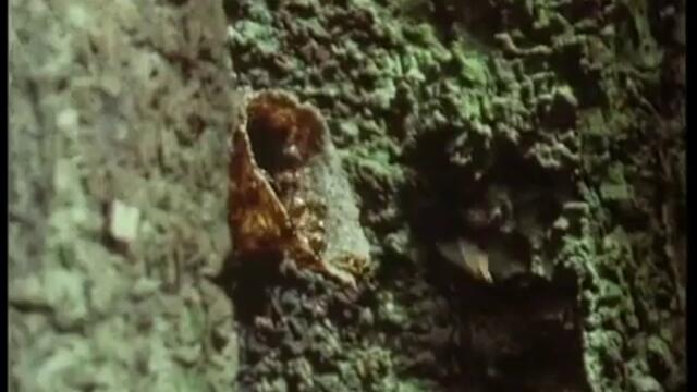 За Пчелите  - изграждане на восък - от BBC