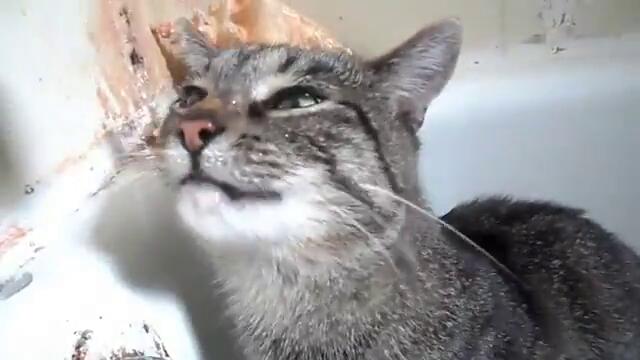 Коте пие вода направо от чешмата