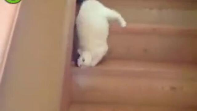 Коте слиза смешно по стълбите