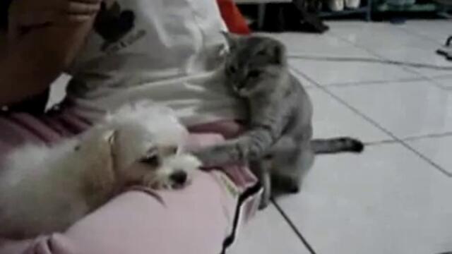 Коте си играе с кучешкото търпение