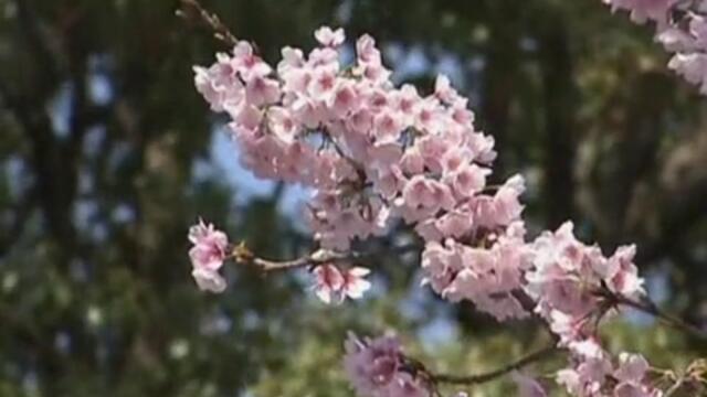 Пролетта дойде първо в Япония - 17 .03.2013