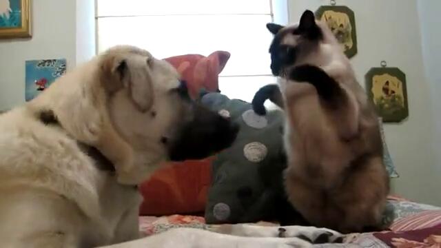 Котка боксува куче(официален клип)