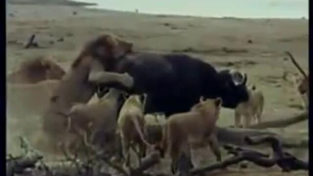 impressionante ataque de leões em bufalo