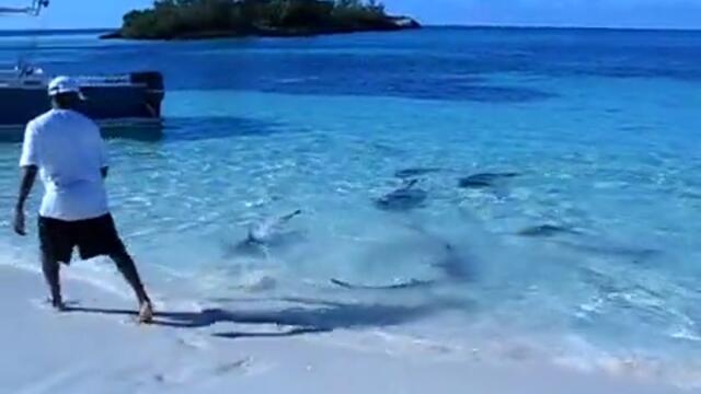 Акули на брега