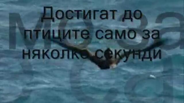 Акули ловят албатроси (потресаващи кадри)