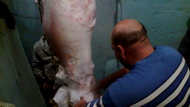 веса и нурчо