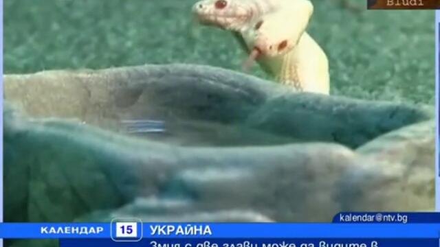 Двуглава змия - Албинос