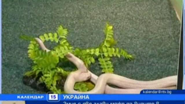 Уникaлно! Змия с две глави - Албинос