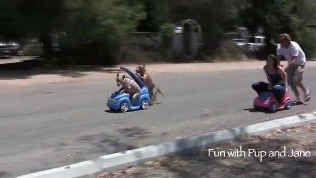 Най-странното куче в Света