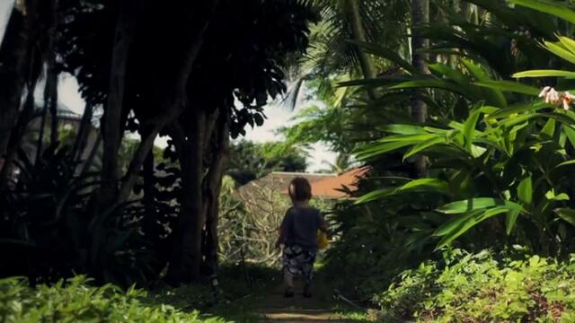 Kauai's curly pineapples HD Video art