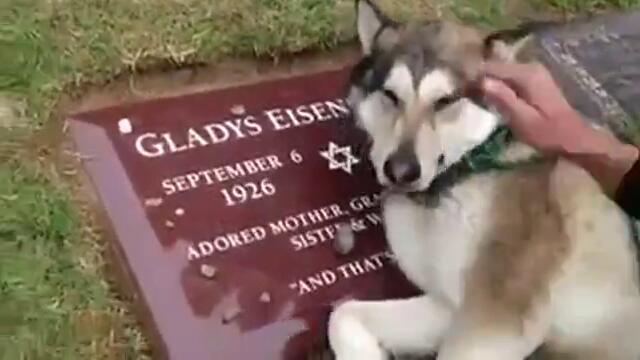 Куче плаче на гроба на стопанина си