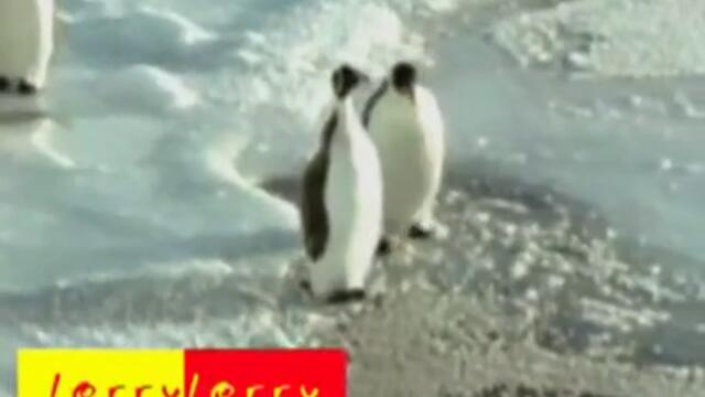 Смях с пингвини