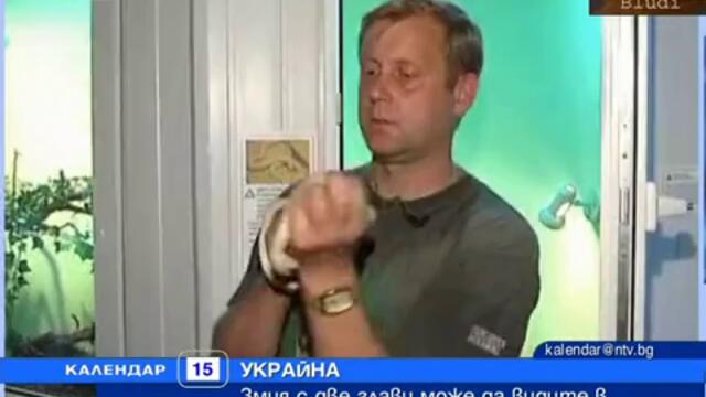 Двуглава змия - Албинос