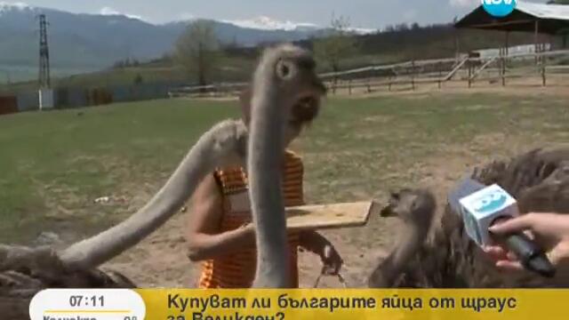 С едно щраусово яйце – 13 омлета