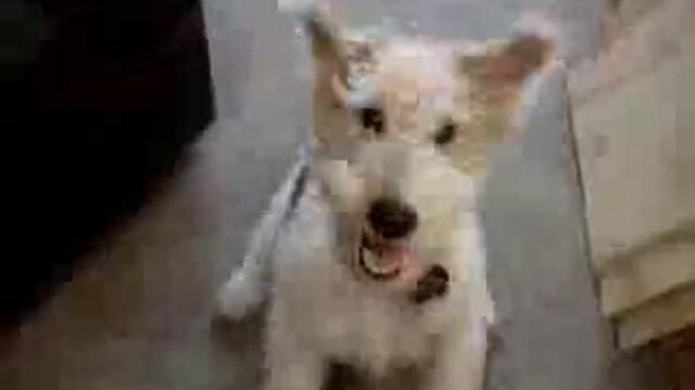 Такова куче не сте виждали ! ( смях )