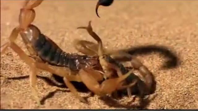 Discovery Channel Animals - Scorpion