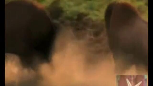 Най - опасните животни от саваната до пустините!