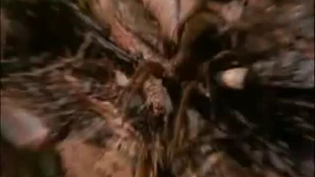 Най - Опасните В Амазонка