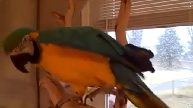 Много смешен папагал се смее като човек. Смях :d