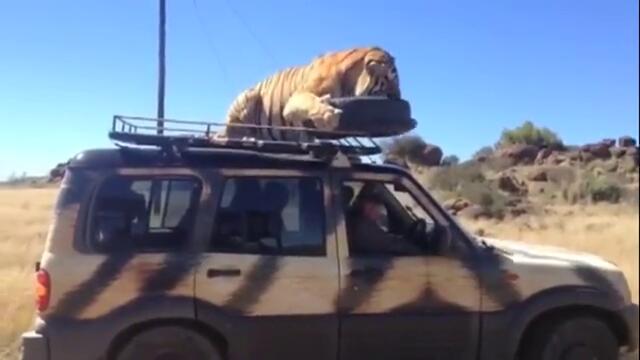 Тигър лежи на покрива на джип за сафари