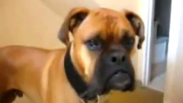 Смях ! Куче лае като сирена ! -d