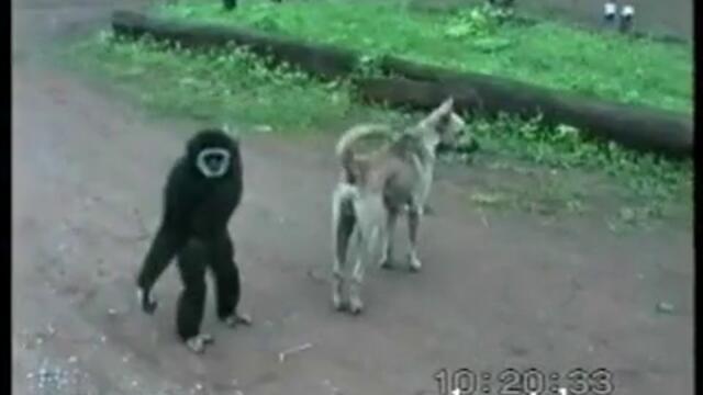 Маймунка се гаври с кученце.. :D