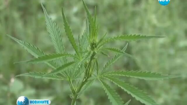 Рецивидист 80-годишна баба осъдена на 2 години заради насъждения с канабис