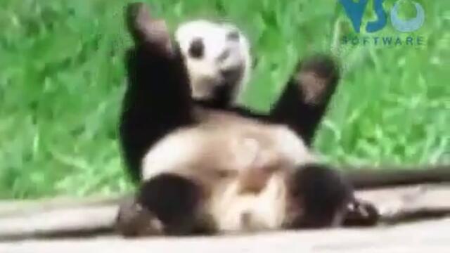 Много смях ! Панда избухва на рап ! :d