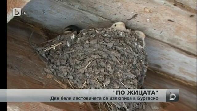 Две бели лястовици се излюпиха в къщата на семейство от Бургас