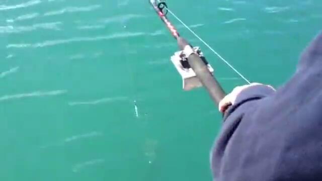 Рибар краде риба от косатка - Изненада