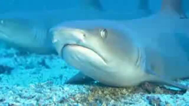 Пеещи акули